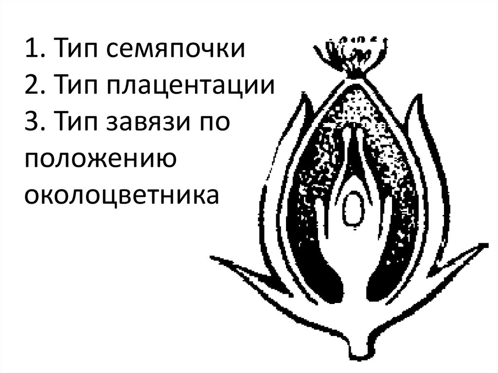 Поперечный срез завязи лилии. Типы плацентации семязачатков. Семяпочка на рисунке. Положение завязи в цветке. Плацентация гинецея.