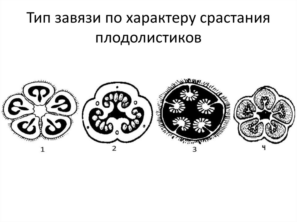 Какой признак показанный на схеме расположения плодолистиков позволяет определить принадлежность