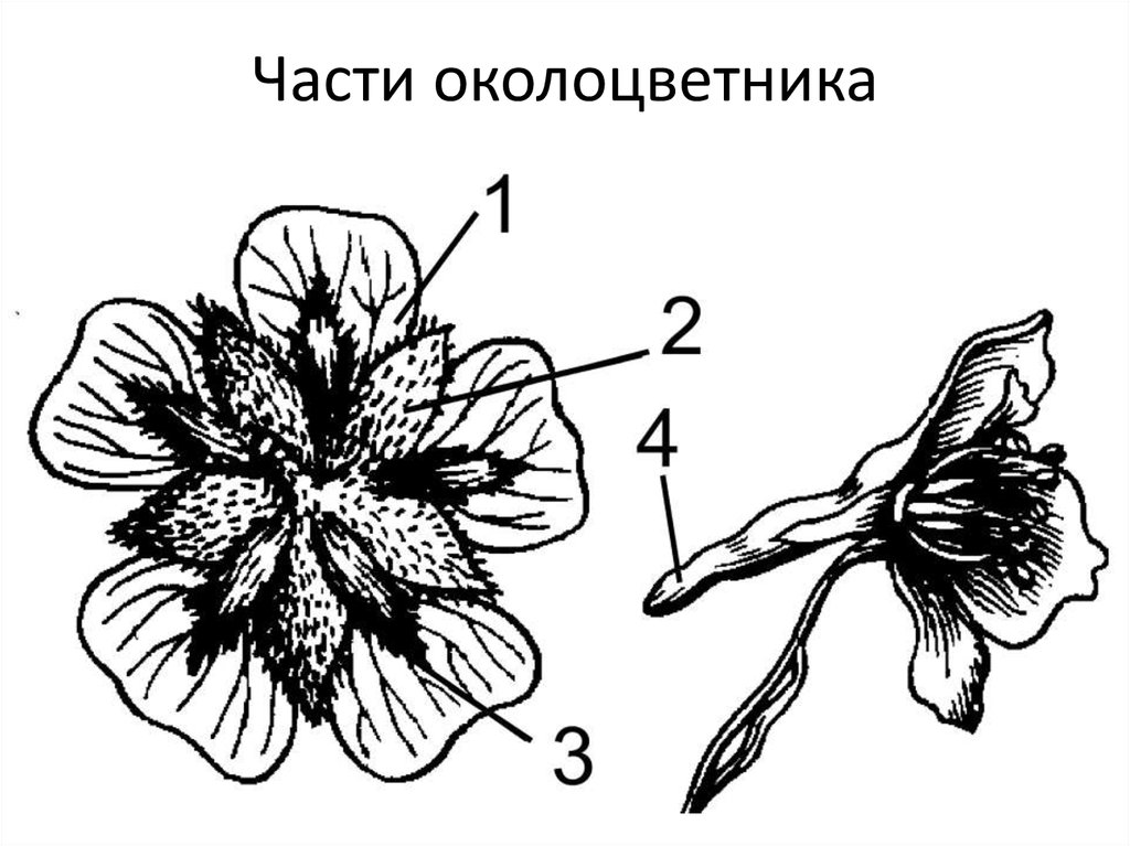 Трехчленный цветок. Околоцветник орхидеи. Строение околоцветника у шиповника. Околоцветник мальвы. Строение околоцветника.