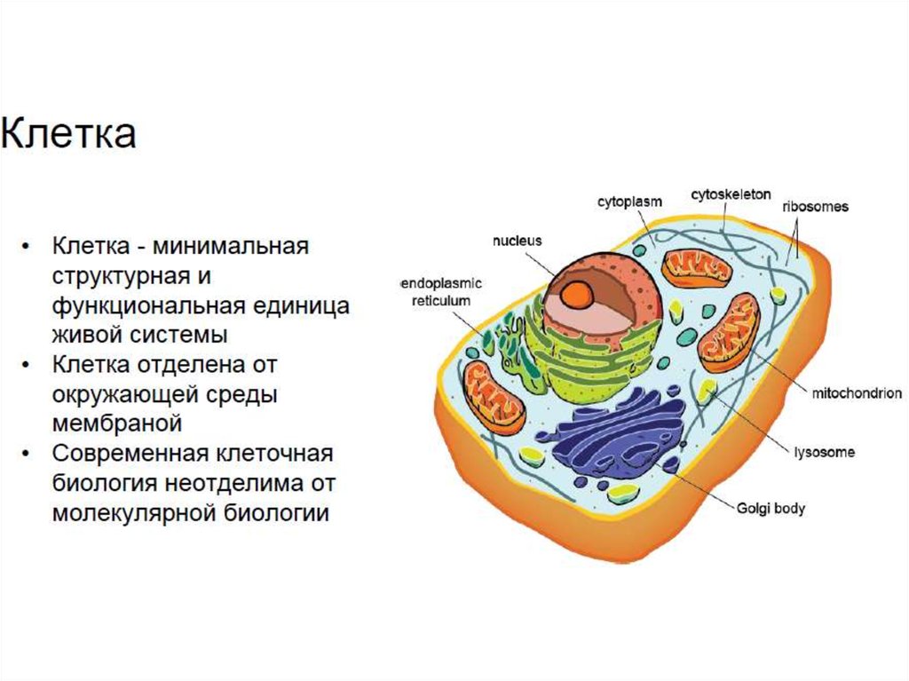 Клетка основа. Молекулярное строение клетки. Молекулярная структура клетки. Строение клетки молекулы. Молекулярная биология клетки.