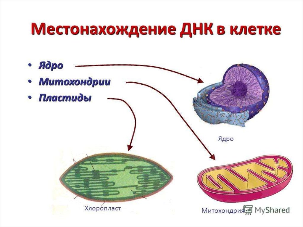 В каких клетках содержится митохондрия. Строение митохондрии растительной клетки. Строение митохондрии с ДНК. Митохондрии строение и функции.