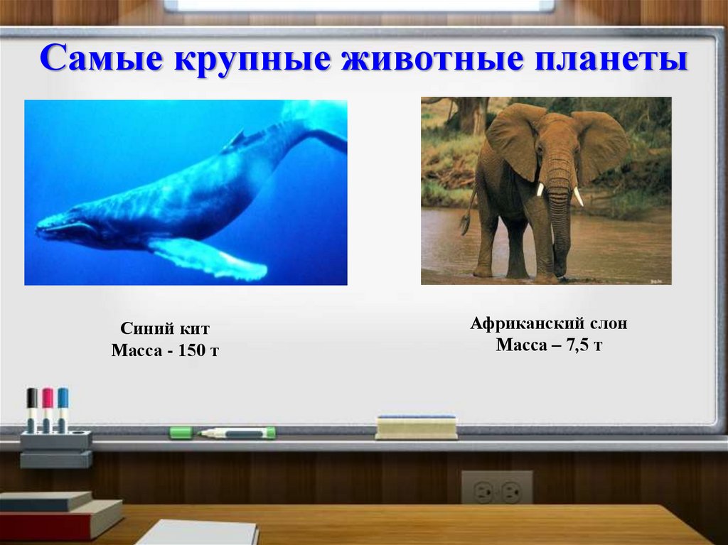 Масса слона 5 тонн это на 4. Вес кита и вес слона. Сколько весит слон и кит. Самые крупные животные нашей планеты и их кг. Кто больше синий кит или Африканский слон.