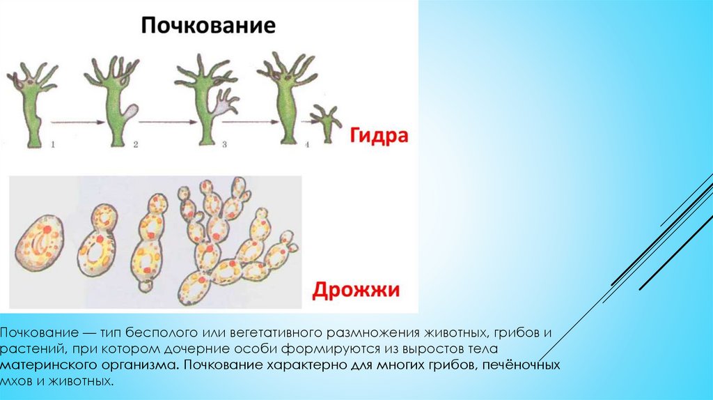 Почкование пример полового размножения. Вегетативное размножение животных почкование. Полярное почкование. Метод почкования. Почкование смешная картинка.