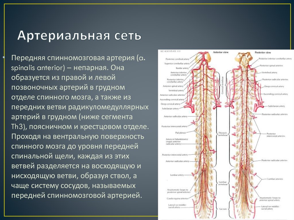 Спинальный кровообращение. Сосуды спинного мозга анатомия. Кровоснабжение шейного отдела спинного мозга. Кровеносная система спинного мозга. Артерии и вены спинного мозга.