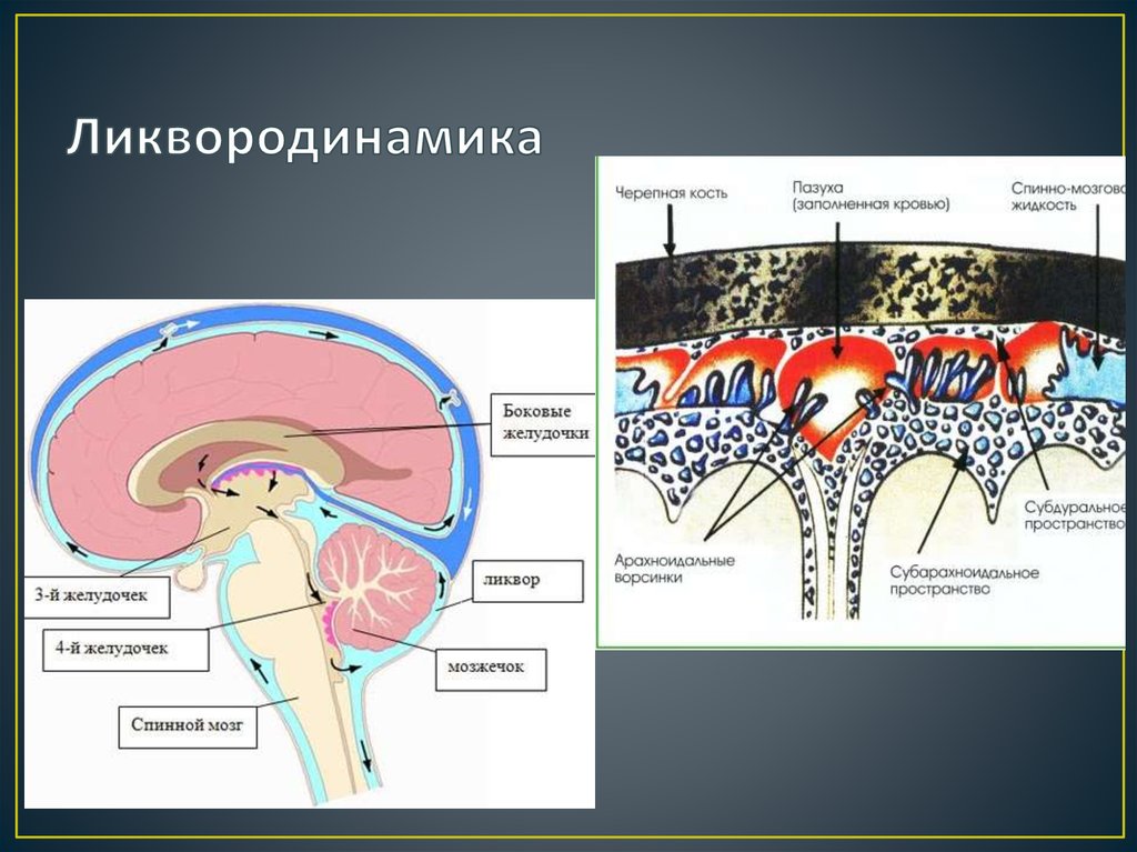 Ликворные изменения мозга. Желудочки мозга ликвородинамика. Ликвор и ликвородинамическая система. Ликворная система спинного мозга; циркуляция ликвора;. Ликвородинамика головного мозга анатомия.