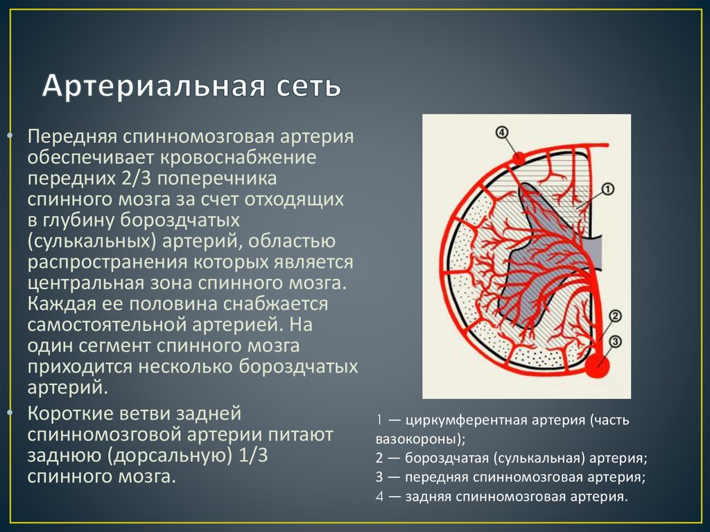 Артерии задних сегментов. Артерия кровоснабжающая спинной мозг. Передняя спинномозговая артерия. Кровоснабжение спинного мозга. Передние и задние спинномозговые артерии.