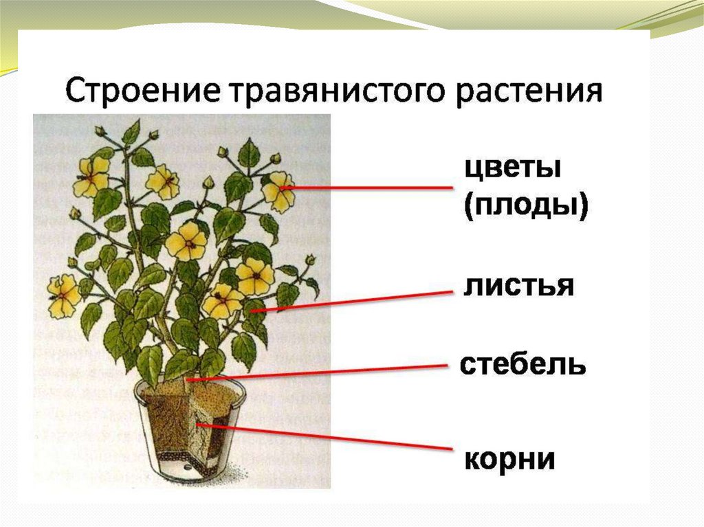 Схема комнатного растения