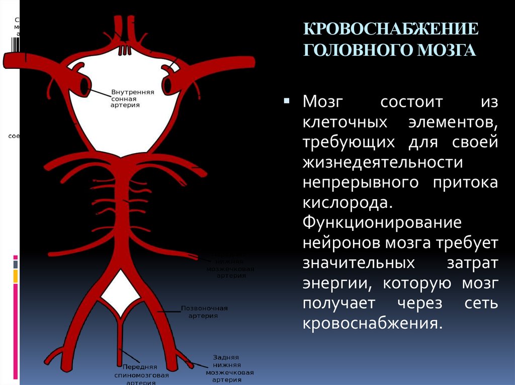Какая артерия кровоснабжает мозг. Кровообращение мозга. Виллизиев круг.. Головной мозг кровоснабжают артерии. Кровоснабжение передней мозговой артерии. Кровоснабжение головного мозга, Виллизиева круга.