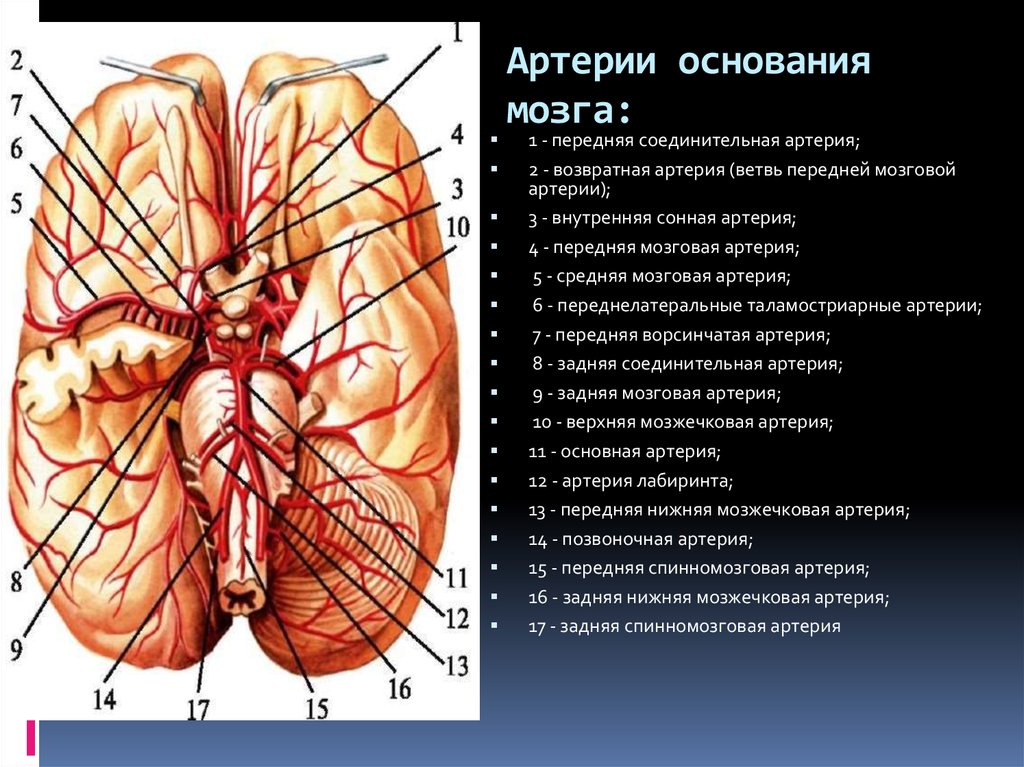 Какая артерия кровоснабжает мозг. Кровоснабжение передней мозговой артерии. Средняя мозговая артерия кровоснабжает. Зоны кровоснабжения мозжечковых артерий. Базилярная артерия головного мозга.