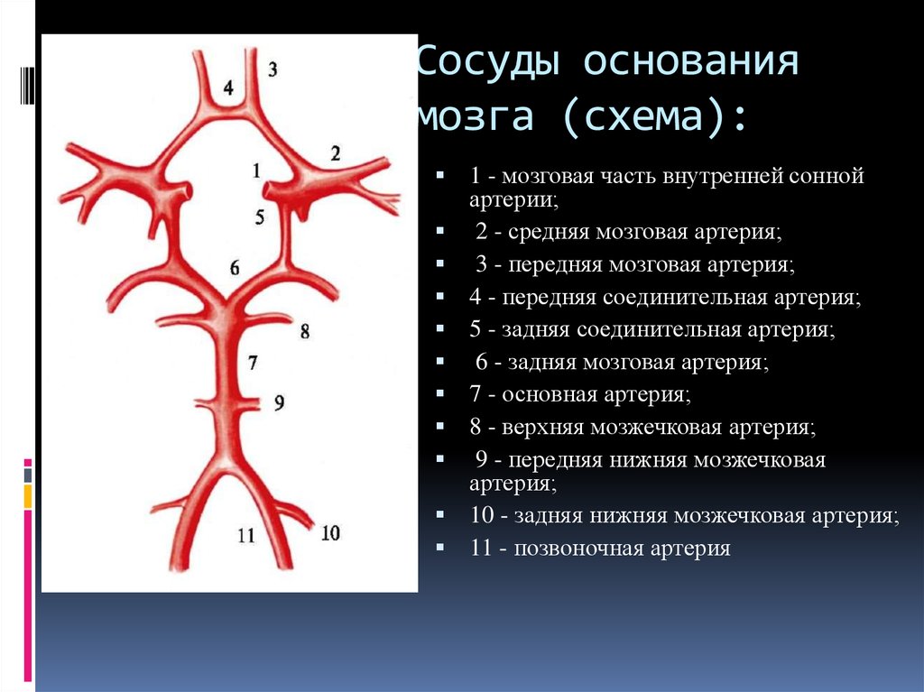 Сегмент а1 пма. Сегмент а1 передней мозговой артерии схема. Мозговые артерии кровоснабжение схема. Сегменты артерий головного мозга схема. А1 сегмента правой передней мозговой артерии.