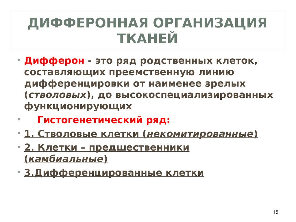 Организация тканей. Дифферонная организация это. Дифферонная организация тканей это. Дифферон клеток. Понятие о диффероне.