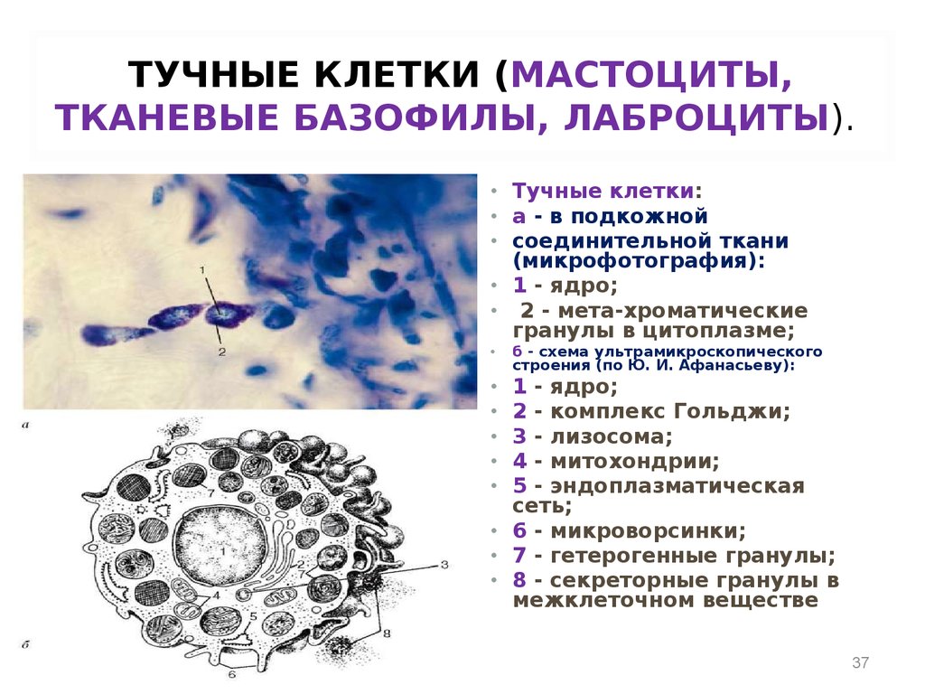 Макрофаги в тканях