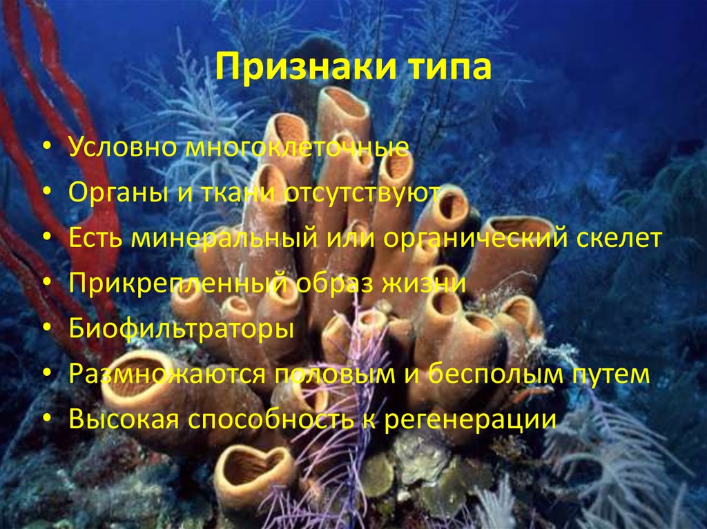 Признаки типа