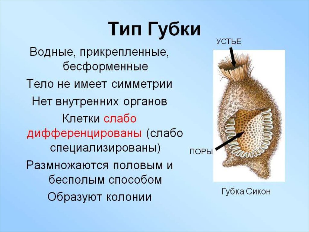 Среда обитания