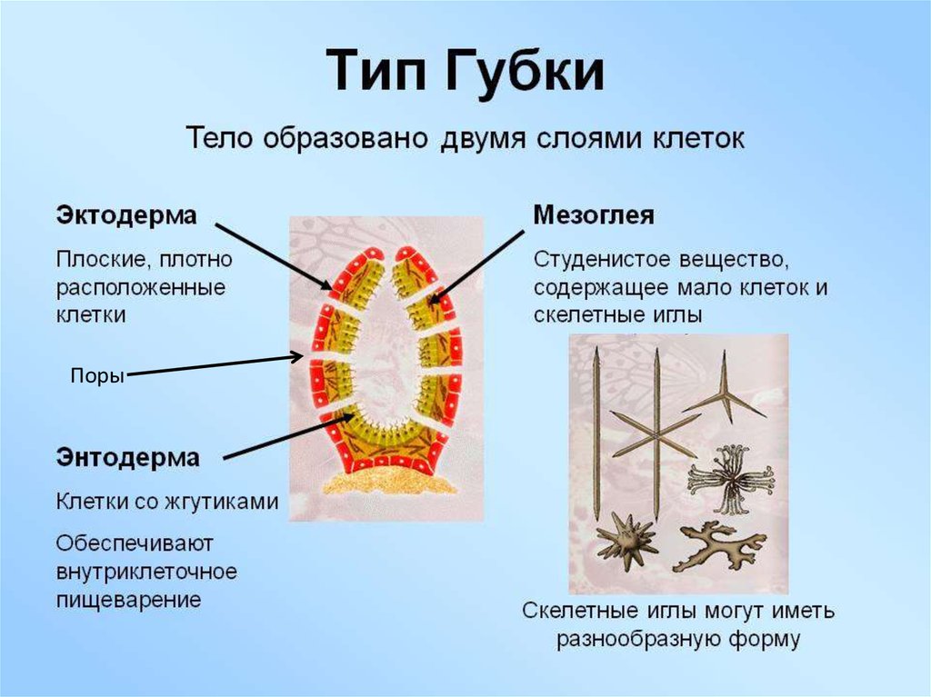 Зарисуйте схему строения губки подпишите основные части опишите особенности внешнего строения губки