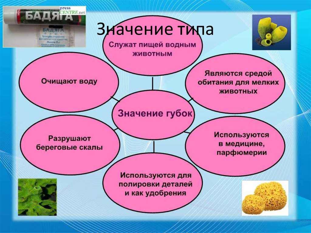 Биология 7 класс тип. Значение губок. Значение губок в природе. Значение губок в природе и жизни человека. Практическое значение губок в природе.