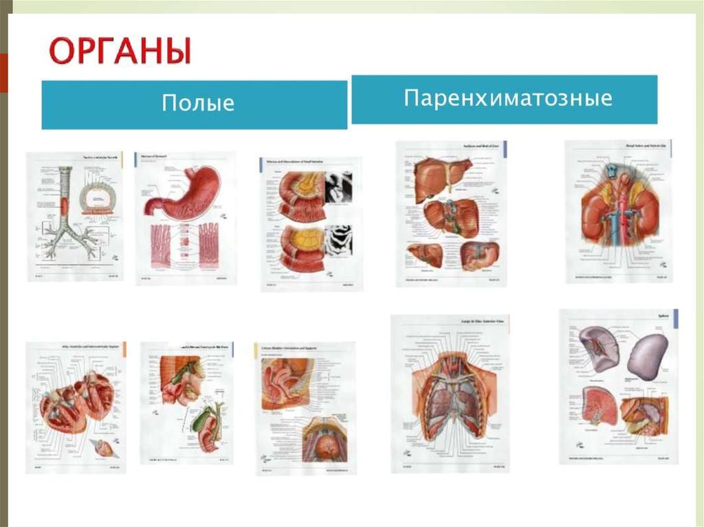 Общий план строения полых и паренхиматозных органов