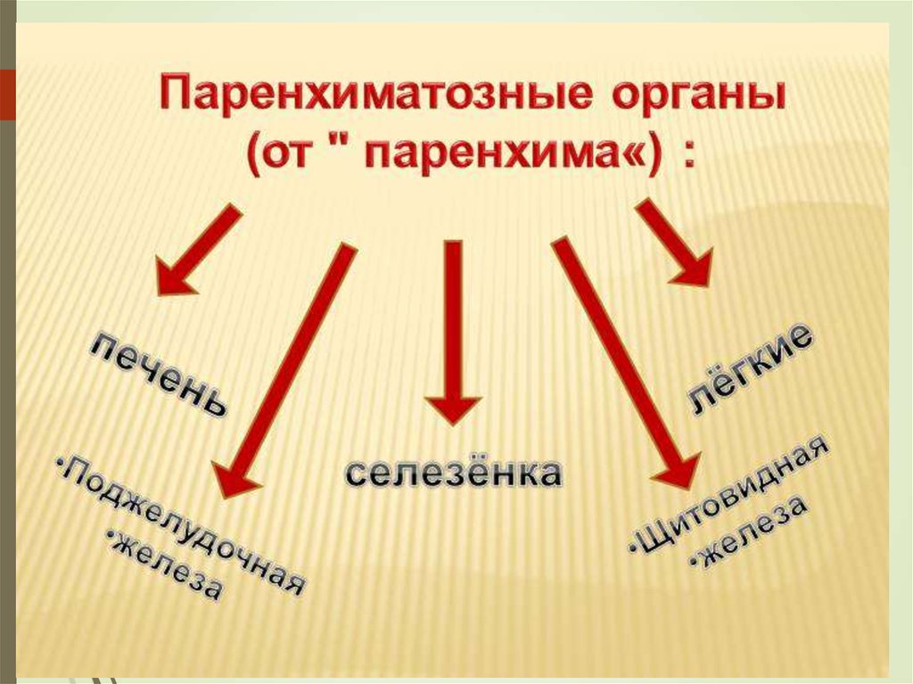 Паренхиматозные органы это. Паранхемальные органы. Паренхиматозные органы. К паренхиматозным органам относят. Паренхиматозные органы список.