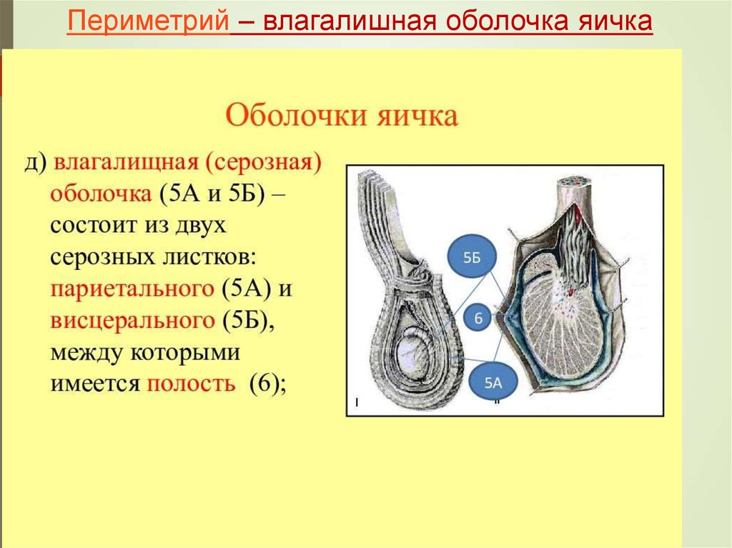 Сколько мужские яички