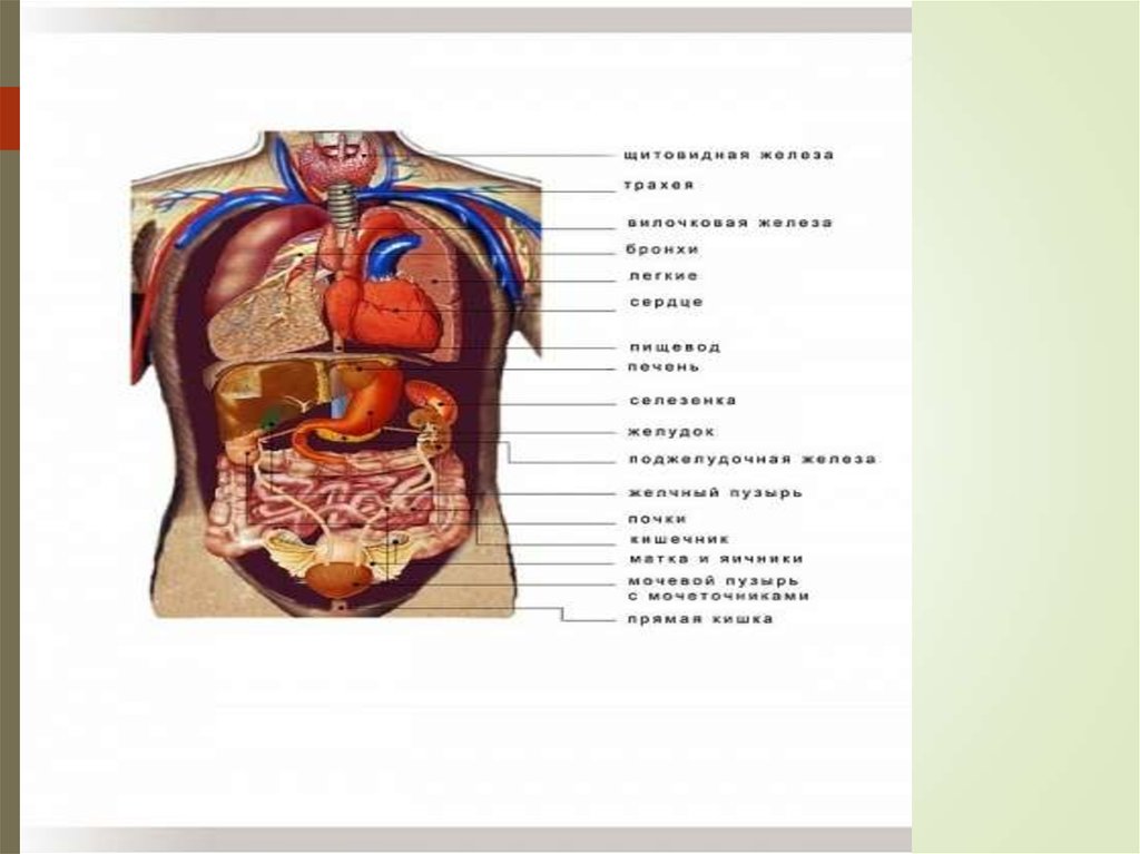 Расположение внутренних органов человека фото с описанием. Внутренние органы Спланхнология. Организм человека в цифрах клетки. Самый длинный внутренний орган человека. Мотор внутренний орган человека.