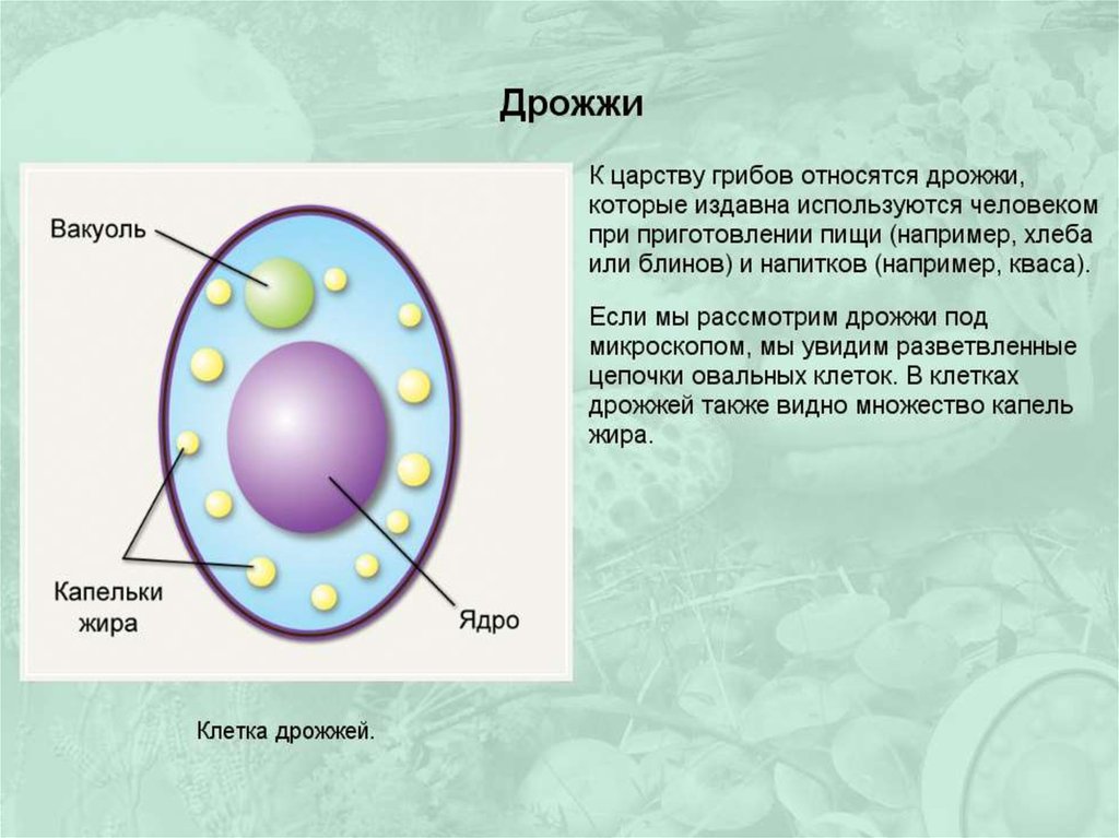 Строение клеток дрожжевых грибов какая наука