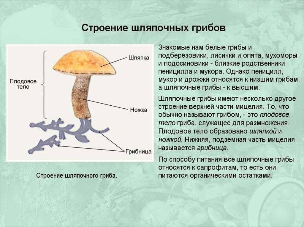 Есть царство грибов. Строение грибов 5 класс биология. Грибы строение шляпочных грибов. Конспект по биологии 5 класса характеристика царства грибов. Шляпочные грибы особенности.