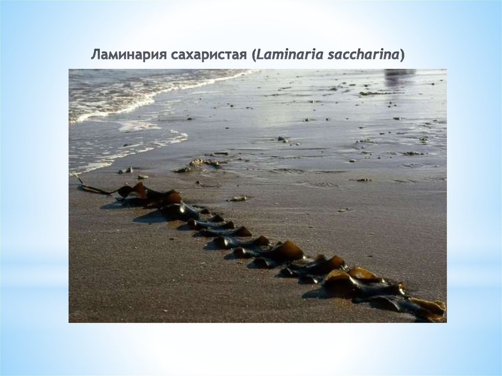 Ламинария сахаристая (Laminaria saccharina)