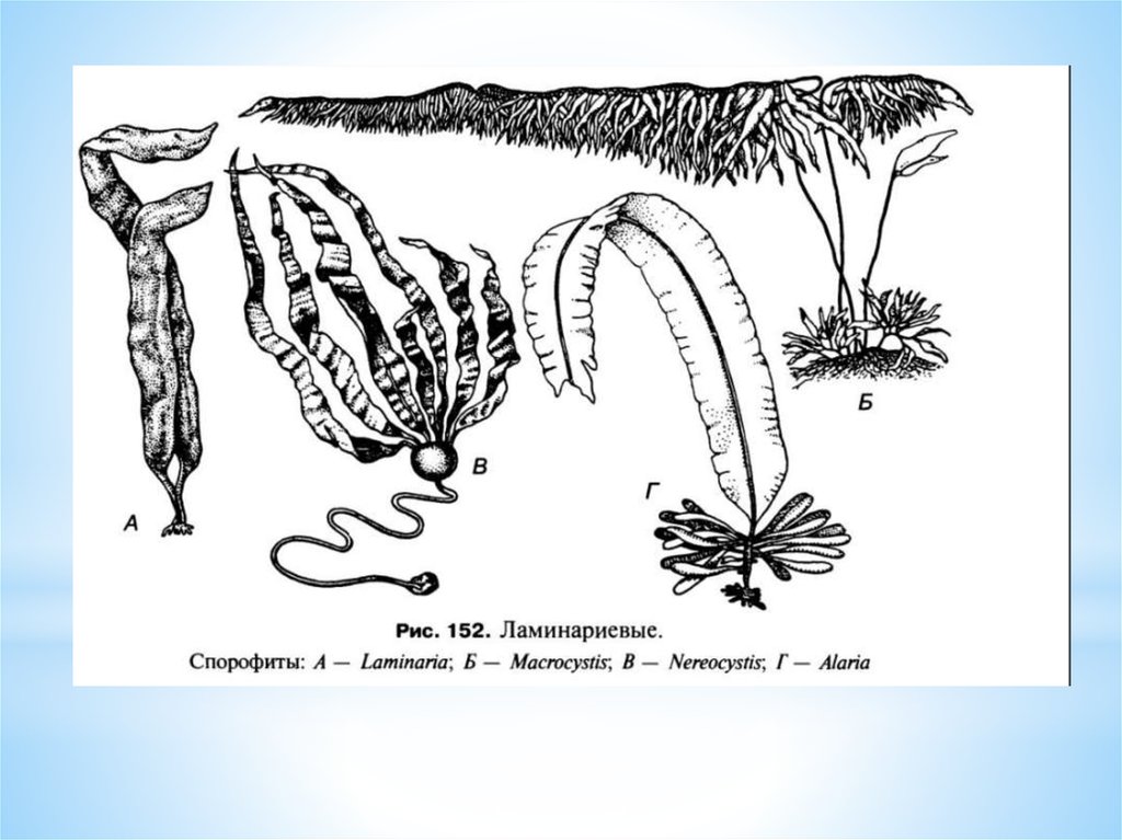 К бурым водорослям относятся ламинария