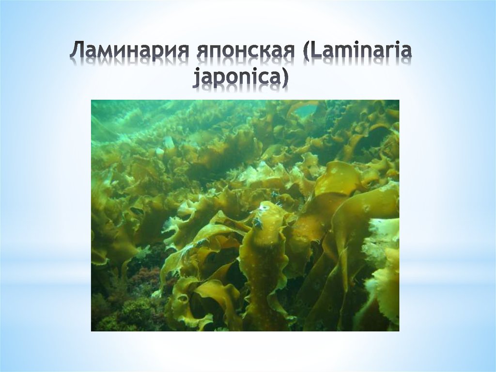 Ламинария японская морская капуста