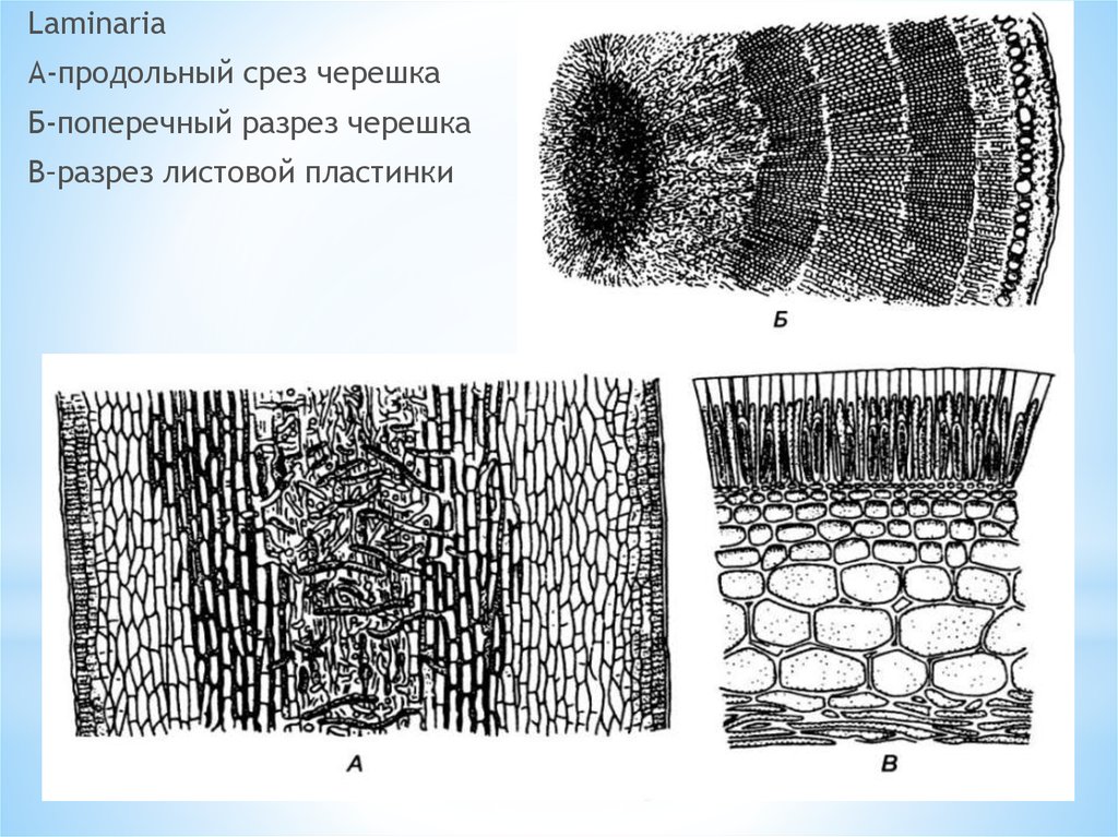 Черешок Ламинарии