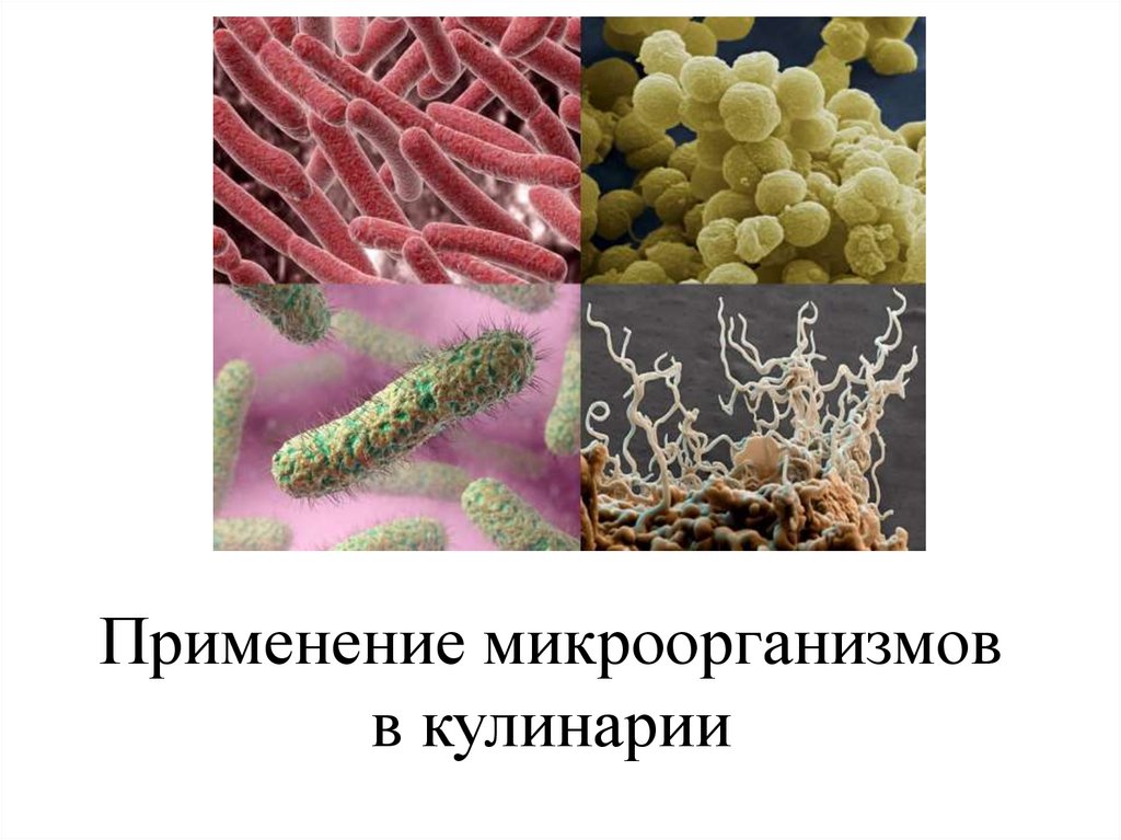 Микроорганизмы в пищевой промышленности