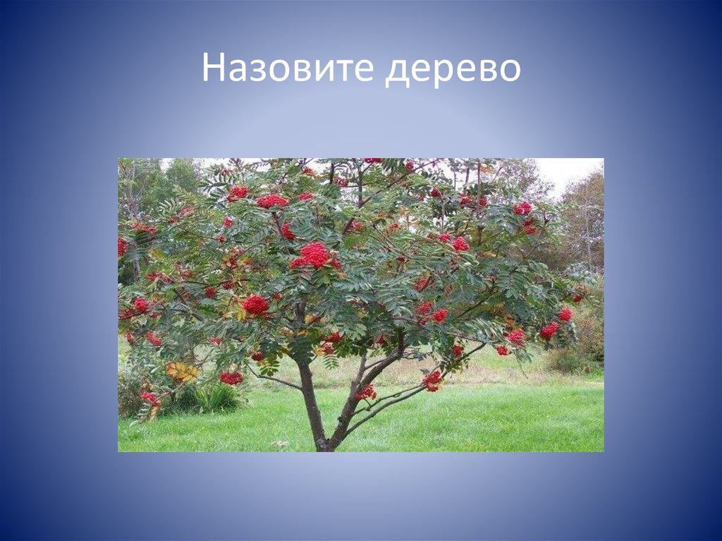 Дерево зовет. Назовите деревья. Как зовут дерево. Мое дерево называется.