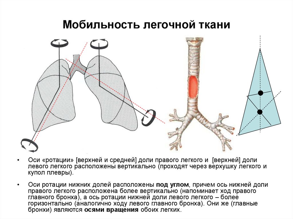 Легкая ось