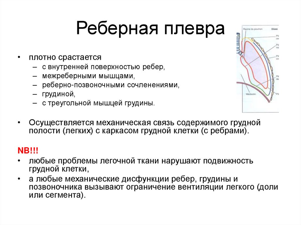 Плевра топографическая анатомия презентация