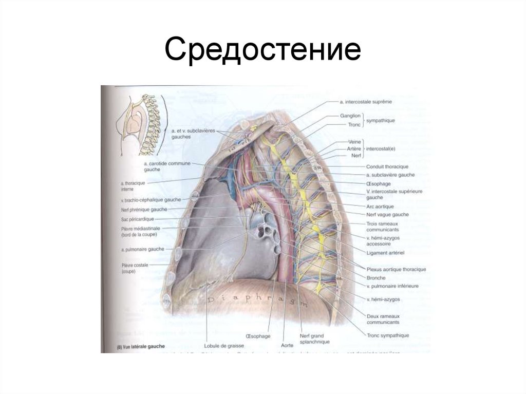 Средостение. Средостение вид сбоку. Топография средостения схема. Средостения грудной клетки анатомия. Средостение топографическая анатомия схема.