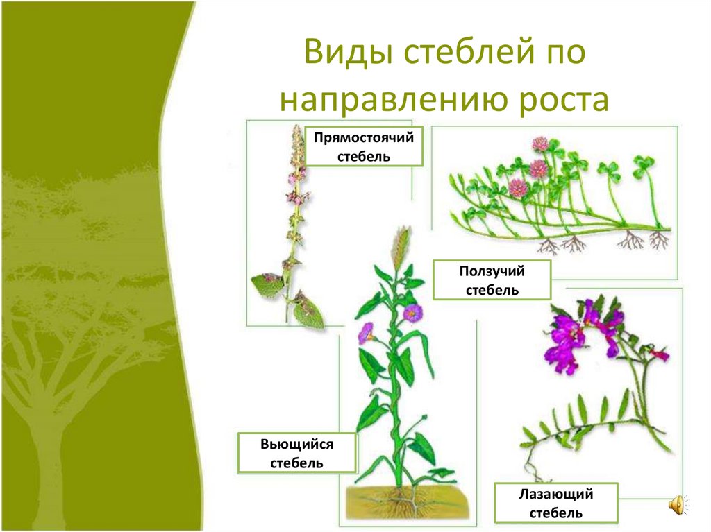 Роль стебля в жизни. Строение стебля покрытосеменных растений. Виды стеблей по направлению роста. Типы стеблей. Стебель разнообразие стеблей.