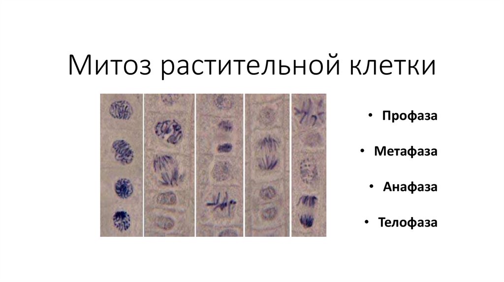 Начало телофаза митоза