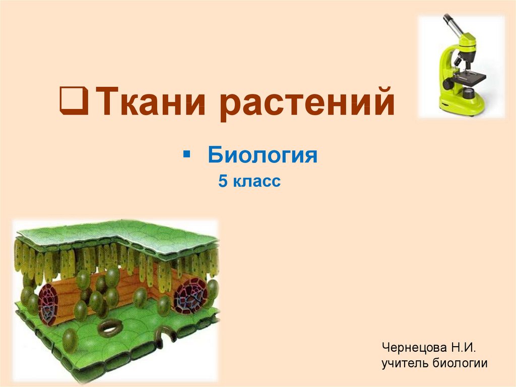 Ткани биология 5 класс. Ткани растений 5 класс биология. Ткани 5 класс биология презентация. Понятие ткань 5 класс биология.