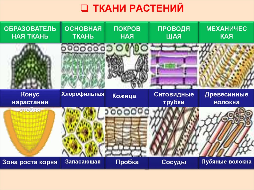 Плотные элементы. Ткани растений схема 5 класс биология. Строение растения ткани в биологии. Ткани растений 5 класс биология таблица запасающая. Назовите основные растительные ткани и их функции 5 класс биология.