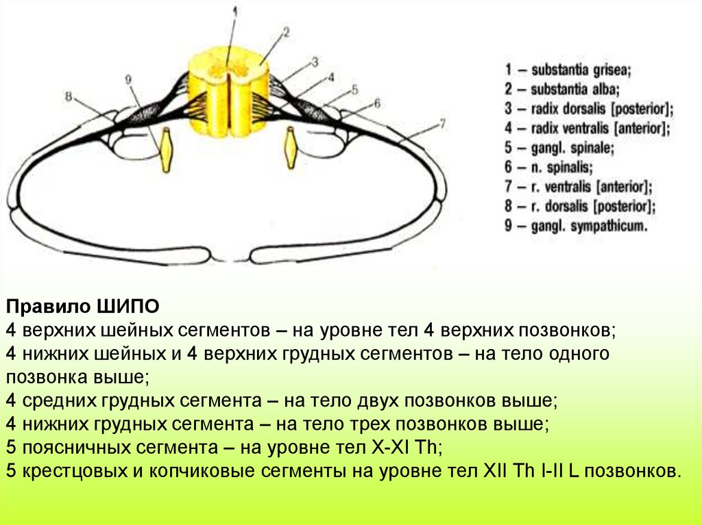 Передние ветви спинномозговых нервов