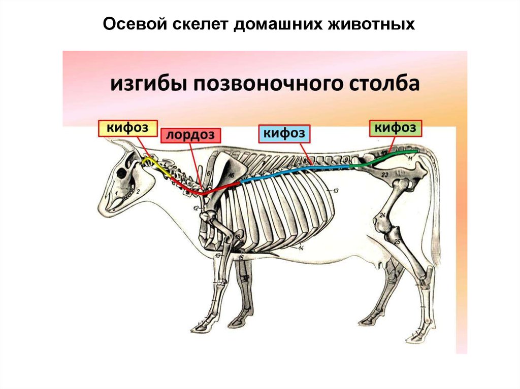 Деление скелета на отделы. Осевой скелет коровы анатомия. Осевой скелет лошади анатомия. Строение осевого скелета млекопитающих. Скелет КРС схема.