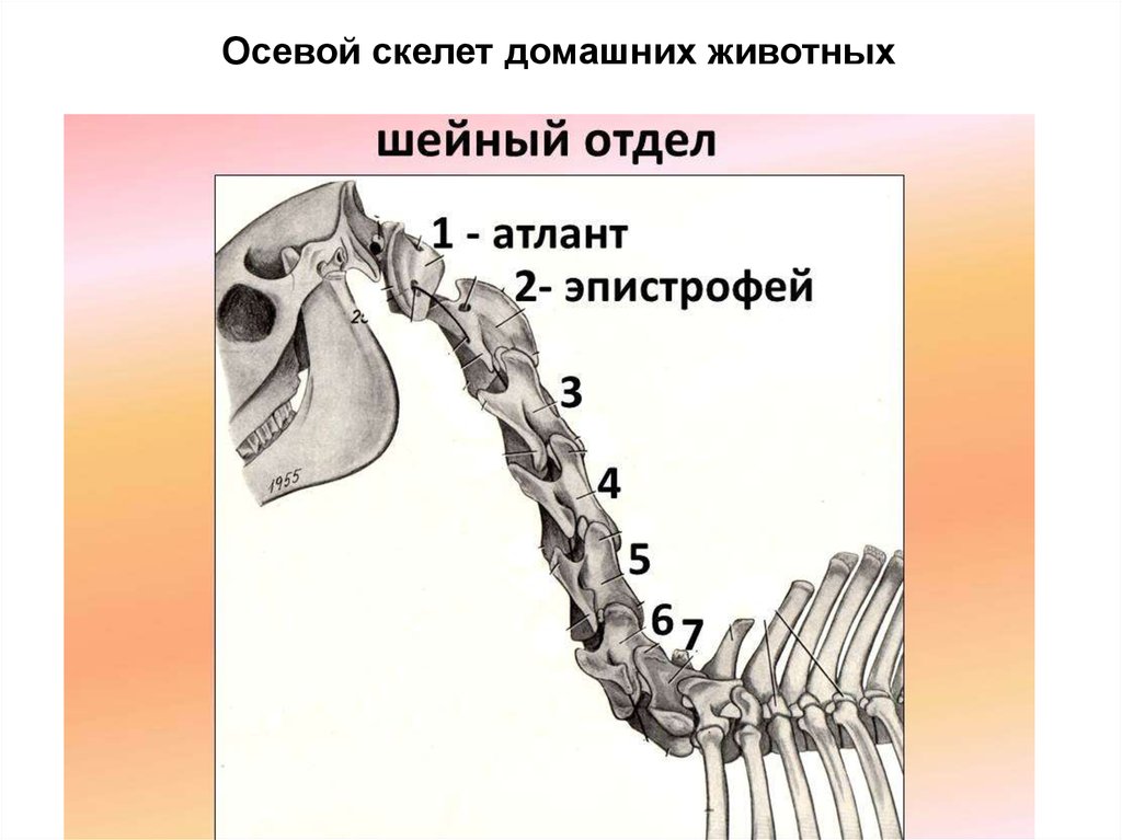 Деление скелета на отделы. Осевой скелет животного. Кости осевого скелета животных. Деление скелета на отделы животных. Деление скелета на отдела осевой.