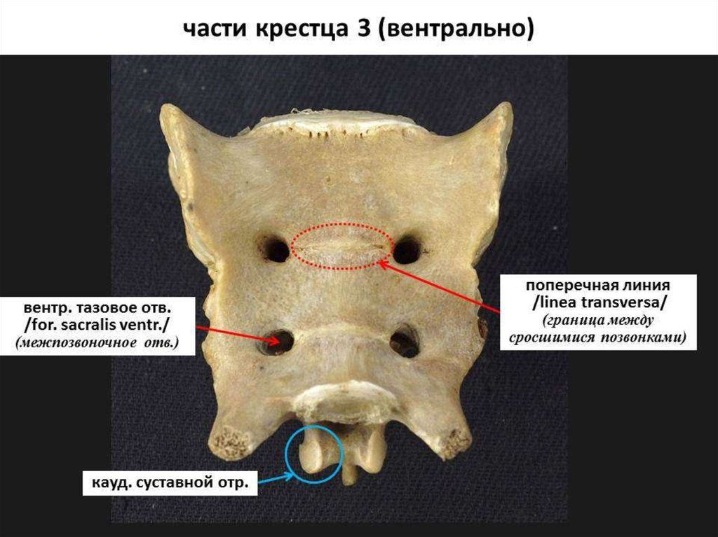 Крестец где находится фото. Крестцовые позвонки коровы. Строение крестцовые позвонки КРС. Крестец собаки анатомия. Крестцовый позвонок строение свиньи.