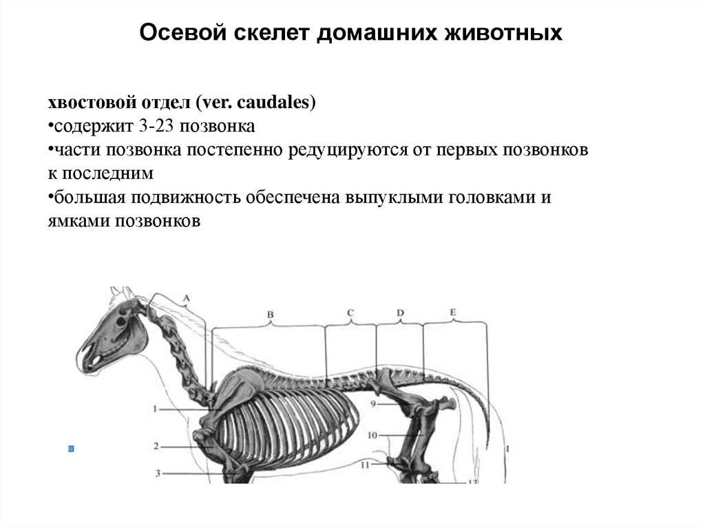 Строение оси