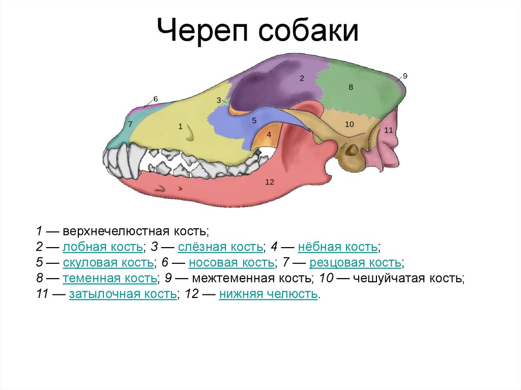 Пользуясь рисунками сравните строение черепа у зверозубой рептилии и собаки