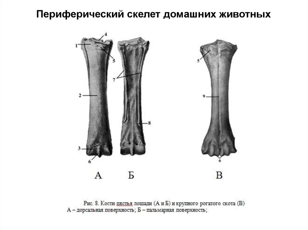 Осевой периферический скелет. Периферический скелет. Периферический скелет животных. Переломы периферического скелета. Периферический скелет фото.