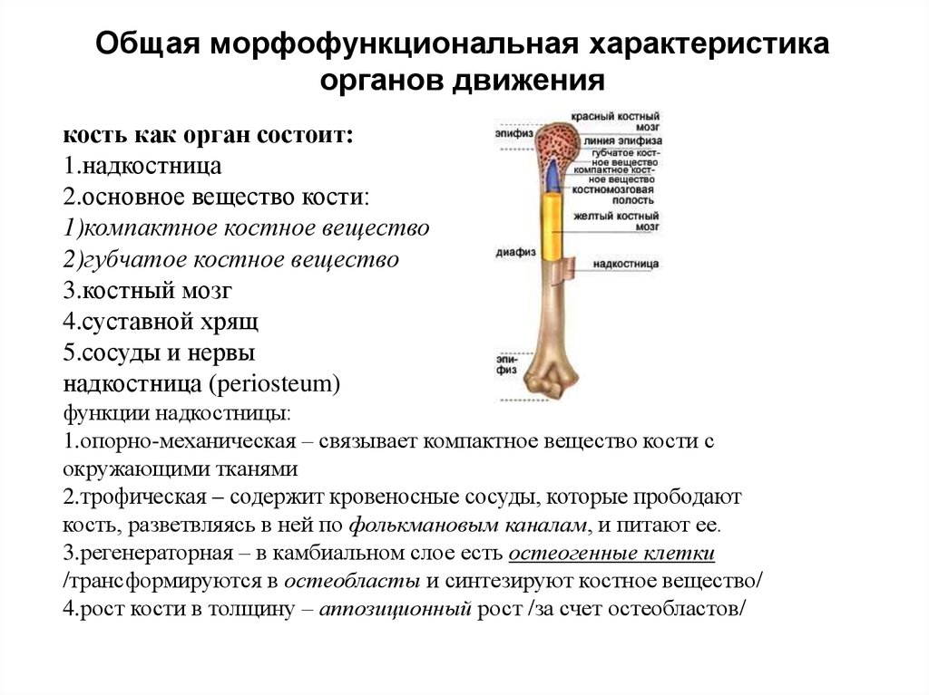 Трубчатые кости таблица