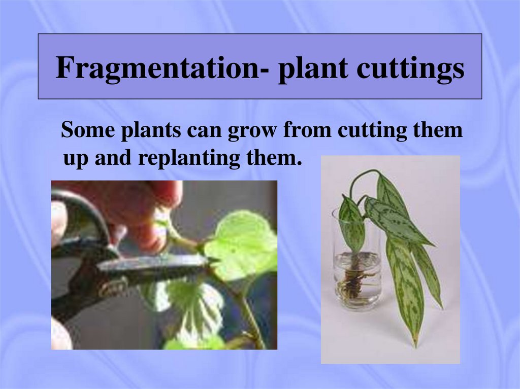 Fragmentation- plant cuttings