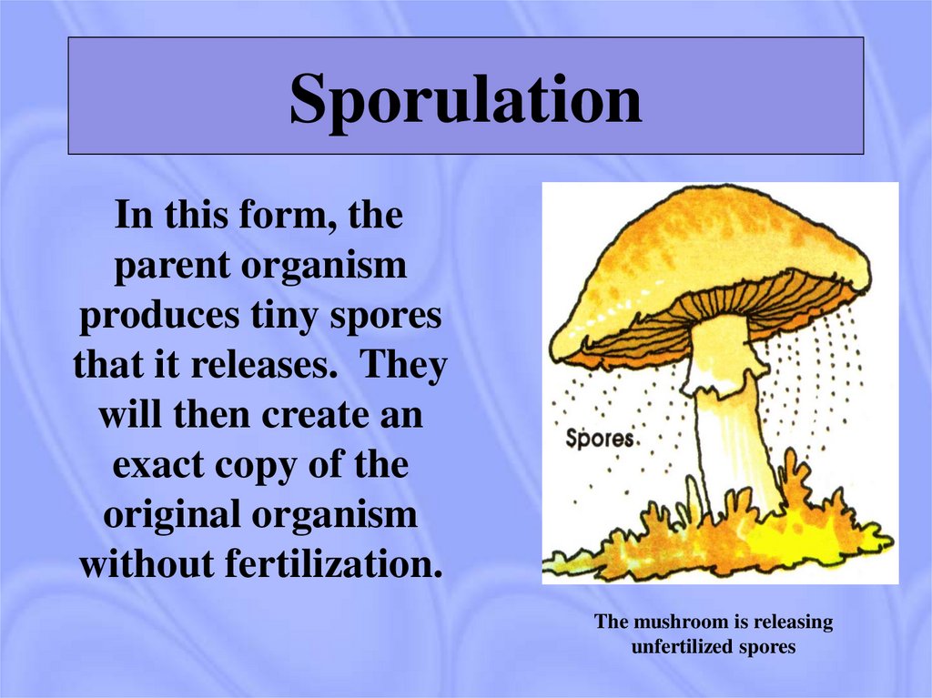 Sporulation
