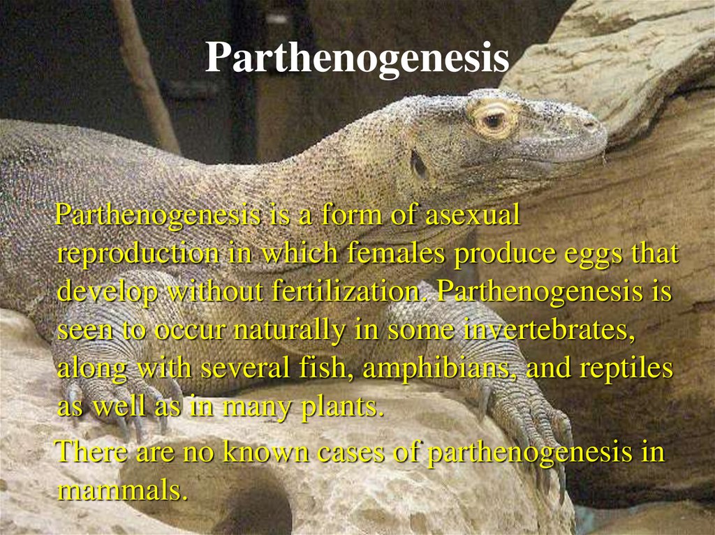 Parthenogenesis